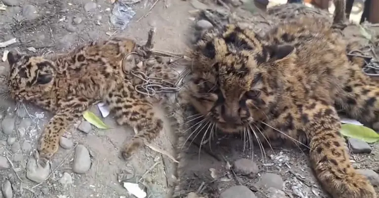 মেছোবাঘের বাচ্চা